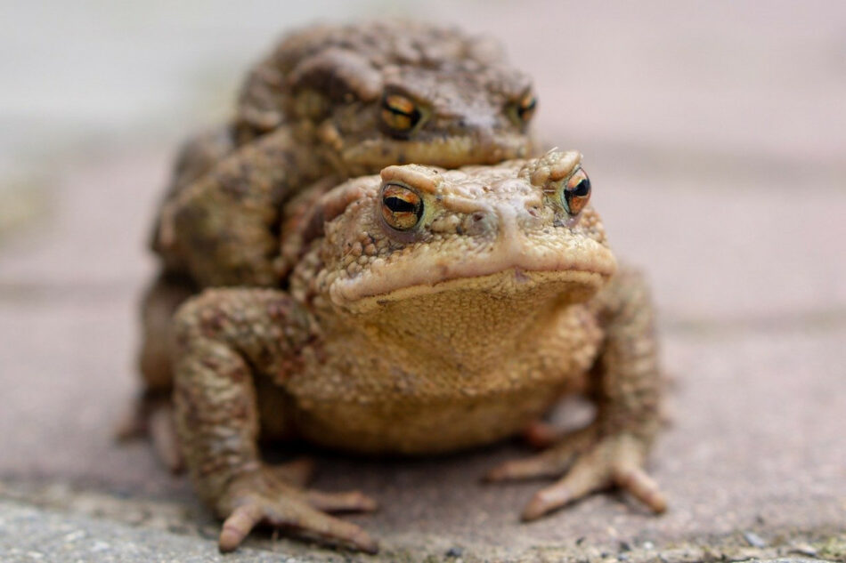 crottes de crapaud