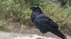 distinguer corbeau et corneille