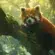 menace extinction panda roux