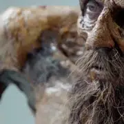 tatouages sur momie Ötzi