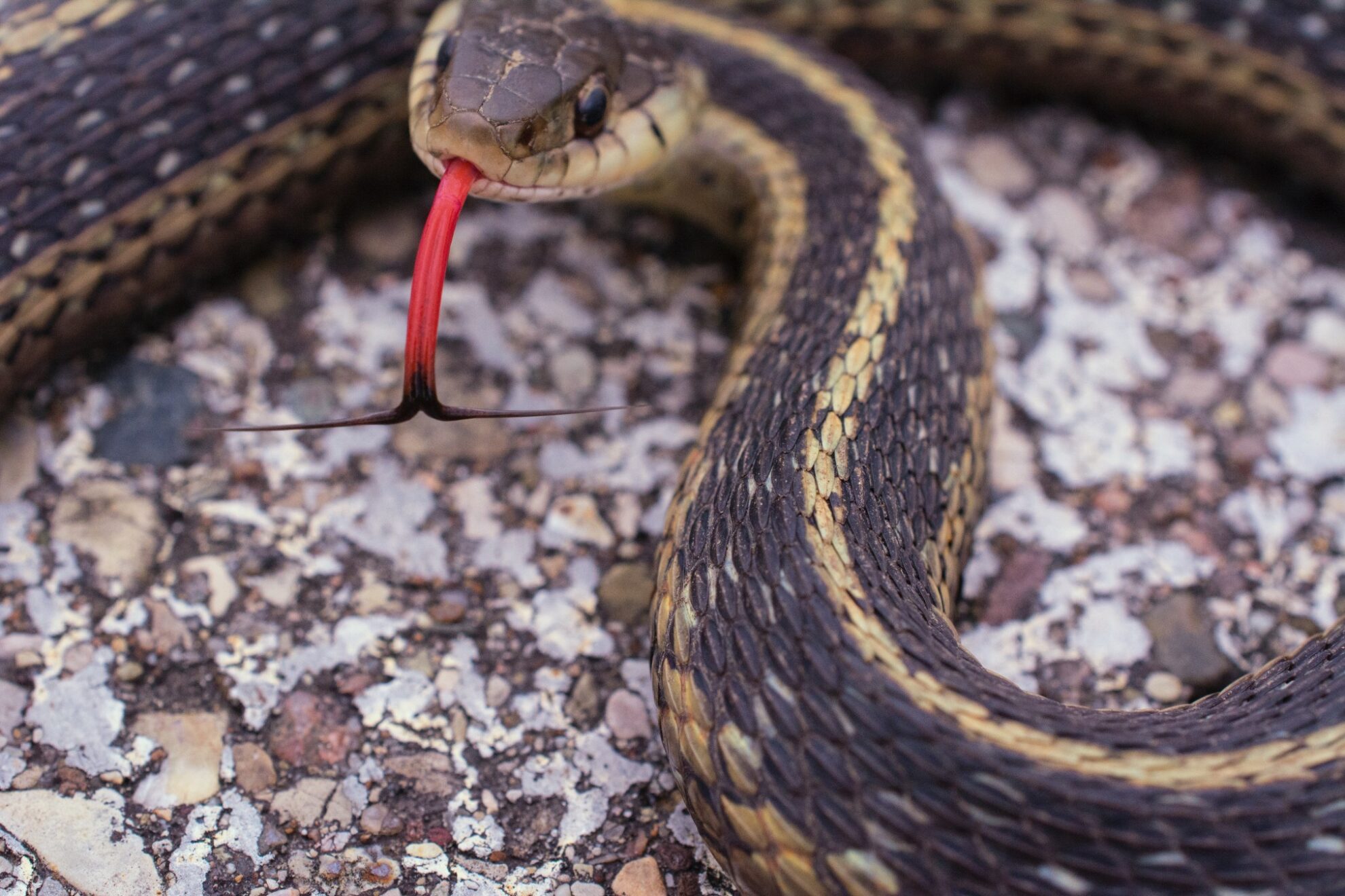 Conseils Utiles Pour Identifier Un Serpent Jarretière